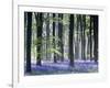 Bluebell Vision-Doug Chinnery-Framed Photographic Print