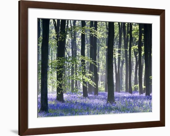 Bluebell Vision-Doug Chinnery-Framed Photographic Print