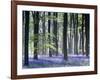 Bluebell Vision-Doug Chinnery-Framed Photographic Print