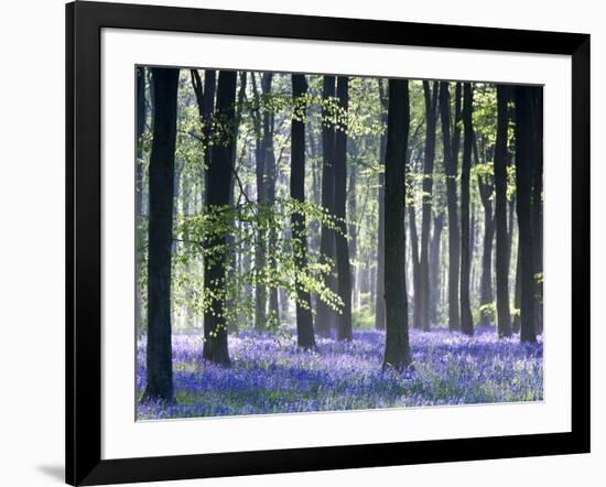 Bluebell Vision-Doug Chinnery-Framed Photographic Print