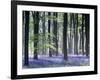 Bluebell Vision-Doug Chinnery-Framed Photographic Print