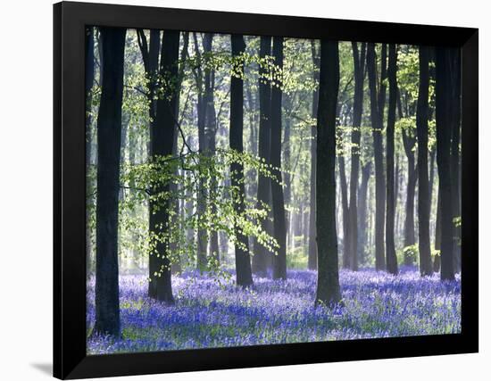 Bluebell Vision-Doug Chinnery-Framed Photographic Print