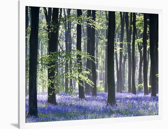 Bluebell Vision-Doug Chinnery-Framed Photographic Print