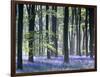 Bluebell Vision-Doug Chinnery-Framed Photographic Print