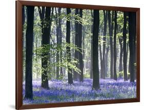 Bluebell Vision-Doug Chinnery-Framed Photographic Print