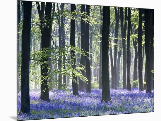 Bluebell Vision-Doug Chinnery-Mounted Photographic Print