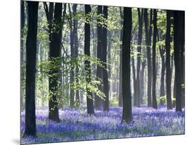 Bluebell Vision-Doug Chinnery-Mounted Photographic Print