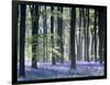 Bluebell Vision-Doug Chinnery-Framed Photographic Print