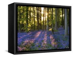 Bluebell Wood at Coton Manor-Clive Nichols-Framed Stretched Canvas