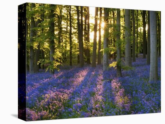 Bluebell Wood at Coton Manor-Clive Nichols-Stretched Canvas