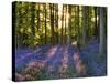 Bluebell Wood at Coton Manor-Clive Nichols-Stretched Canvas