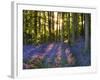 Bluebell Wood at Coton Manor-Clive Nichols-Framed Photographic Print