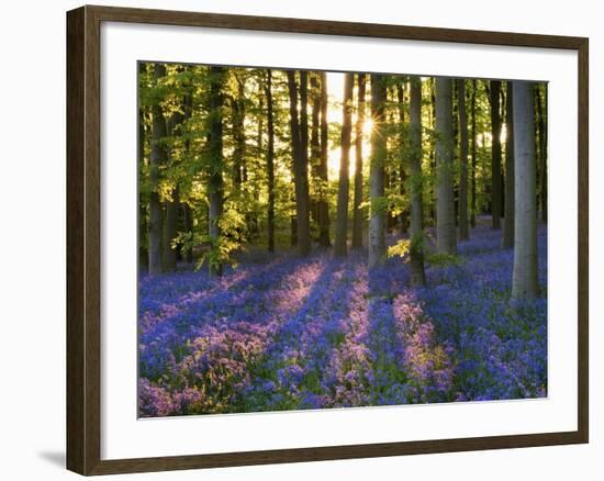 Bluebell Wood at Coton Manor-Clive Nichols-Framed Photographic Print