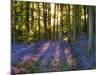 Bluebell Wood at Coton Manor-Clive Nichols-Mounted Photographic Print