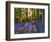 Bluebell Wood at Coton Manor-Clive Nichols-Framed Photographic Print