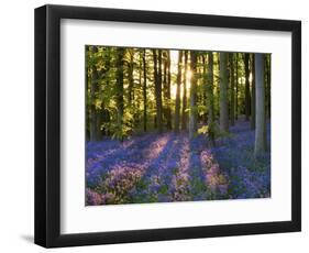 Bluebell Wood at Coton Manor-Clive Nichols-Framed Photographic Print