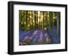 Bluebell Wood at Coton Manor-Clive Nichols-Framed Photographic Print