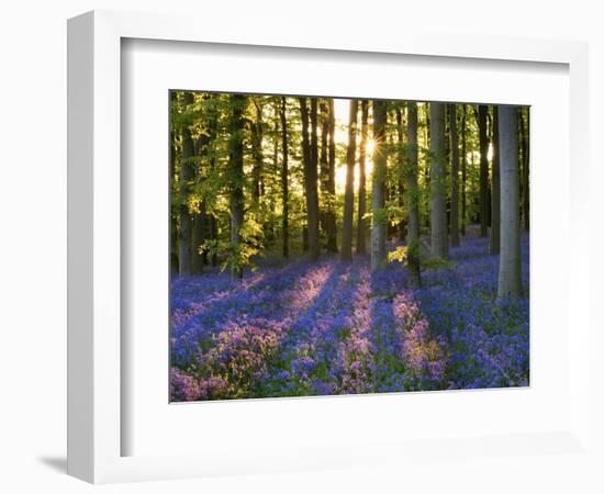 Bluebell Wood at Coton Manor-Clive Nichols-Framed Photographic Print