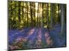 Bluebell Wood at Coton Manor-Clive Nichols-Mounted Photographic Print