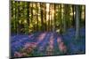 Bluebell Wood at Coton Manor-Clive Nichols-Mounted Photographic Print