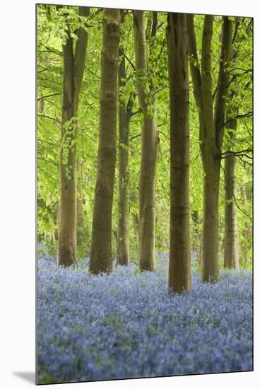 Bluebell Wood, Chipping Campden, Cotswolds, Gloucestershire, England, United Kingdom, Europe-Stuart Black-Mounted Premium Photographic Print