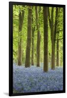 Bluebell Wood, Chipping Campden, Cotswolds, Gloucestershire, England, United Kingdom, Europe-Stuart Black-Framed Premium Photographic Print