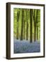 Bluebell Wood, Chipping Campden, Cotswolds, Gloucestershire, England, United Kingdom, Europe-Stuart Black-Framed Photographic Print