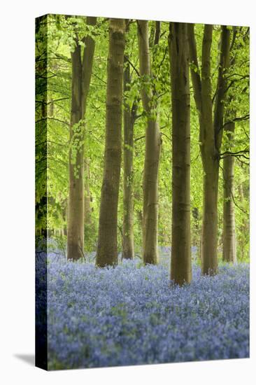 Bluebell Wood, Chipping Campden, Cotswolds, Gloucestershire, England, United Kingdom, Europe-Stuart Black-Stretched Canvas