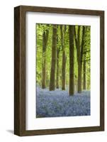 Bluebell Wood, Chipping Campden, Cotswolds, Gloucestershire, England, United Kingdom, Europe-Stuart Black-Framed Photographic Print