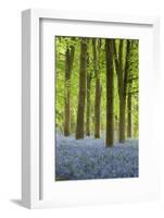 Bluebell Wood, Chipping Campden, Cotswolds, Gloucestershire, England, United Kingdom, Europe-Stuart Black-Framed Photographic Print