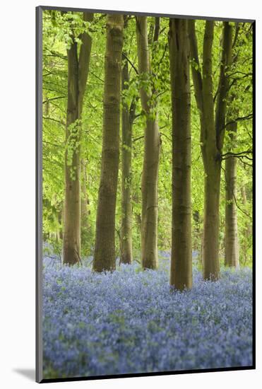 Bluebell Wood, Chipping Campden, Cotswolds, Gloucestershire, England, United Kingdom, Europe-Stuart Black-Mounted Photographic Print