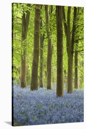 Bluebell Wood, Chipping Campden, Cotswolds, Gloucestershire, England, United Kingdom, Europe-Stuart Black-Stretched Canvas