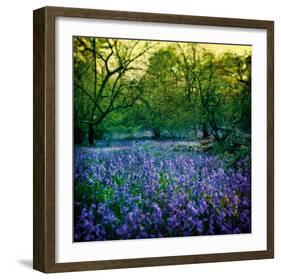Bluebell Wood I-Pete Kelly-Framed Giclee Print