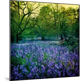 Bluebell Wood I-Pete Kelly-Mounted Giclee Print