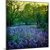 Bluebell Wood I-Pete Kelly-Mounted Giclee Print