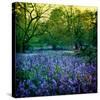 Bluebell Wood I-Pete Kelly-Stretched Canvas