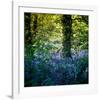 Bluebell Wood II-Pete Kelly-Framed Giclee Print