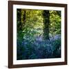 Bluebell Wood II-Pete Kelly-Framed Giclee Print