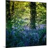 Bluebell Wood II-Pete Kelly-Mounted Giclee Print