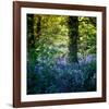 Bluebell Wood II-Pete Kelly-Framed Giclee Print