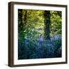 Bluebell Wood II-Pete Kelly-Framed Giclee Print