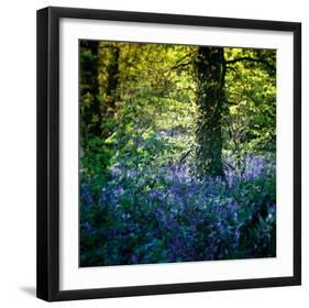 Bluebell Wood II-Pete Kelly-Framed Giclee Print