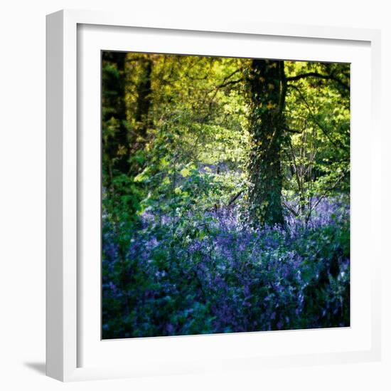 Bluebell Wood II-Pete Kelly-Framed Giclee Print