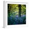 Bluebell Wood II-Pete Kelly-Framed Giclee Print