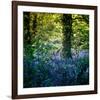 Bluebell Wood II-Pete Kelly-Framed Giclee Print