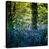Bluebell Wood II-Pete Kelly-Stretched Canvas