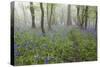 Bluebell Wood in Morning Mist, Lower Oddington, Cotswolds, Gloucestershire, United Kingdom, Europe-Stuart Black-Stretched Canvas