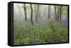 Bluebell Wood in Morning Mist, Lower Oddington, Cotswolds, Gloucestershire, United Kingdom, Europe-Stuart Black-Framed Stretched Canvas