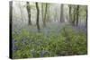 Bluebell Wood in Morning Mist, Lower Oddington, Cotswolds, Gloucestershire, United Kingdom, Europe-Stuart Black-Stretched Canvas