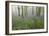 Bluebell Wood in Morning Mist, Lower Oddington, Cotswolds, Gloucestershire, United Kingdom, Europe-Stuart Black-Framed Photographic Print